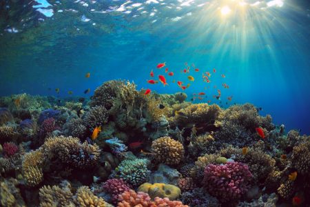 World Ocean Day Celebrates the ocean and life under water
