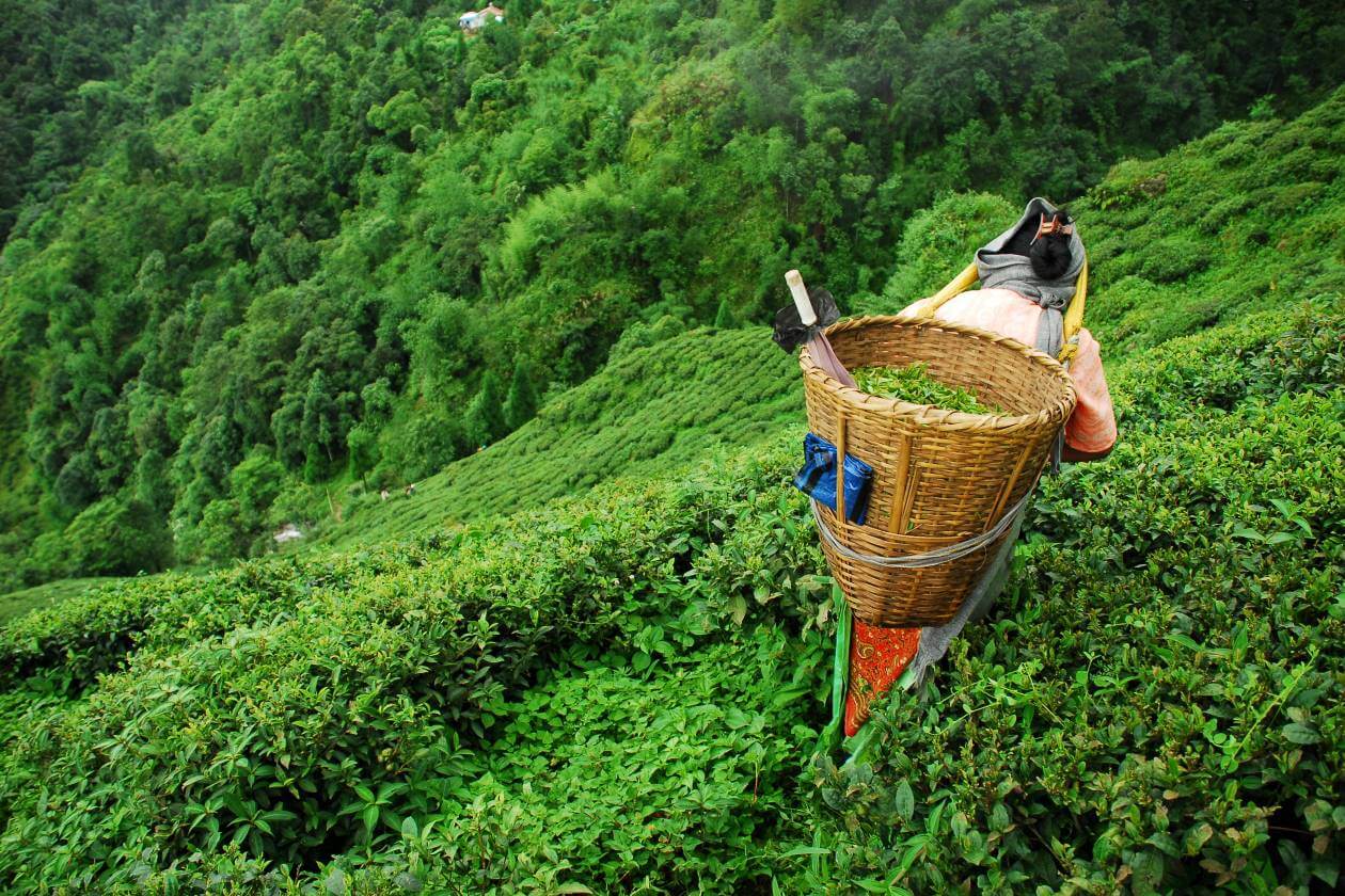 fair trade women picking tea leaves 