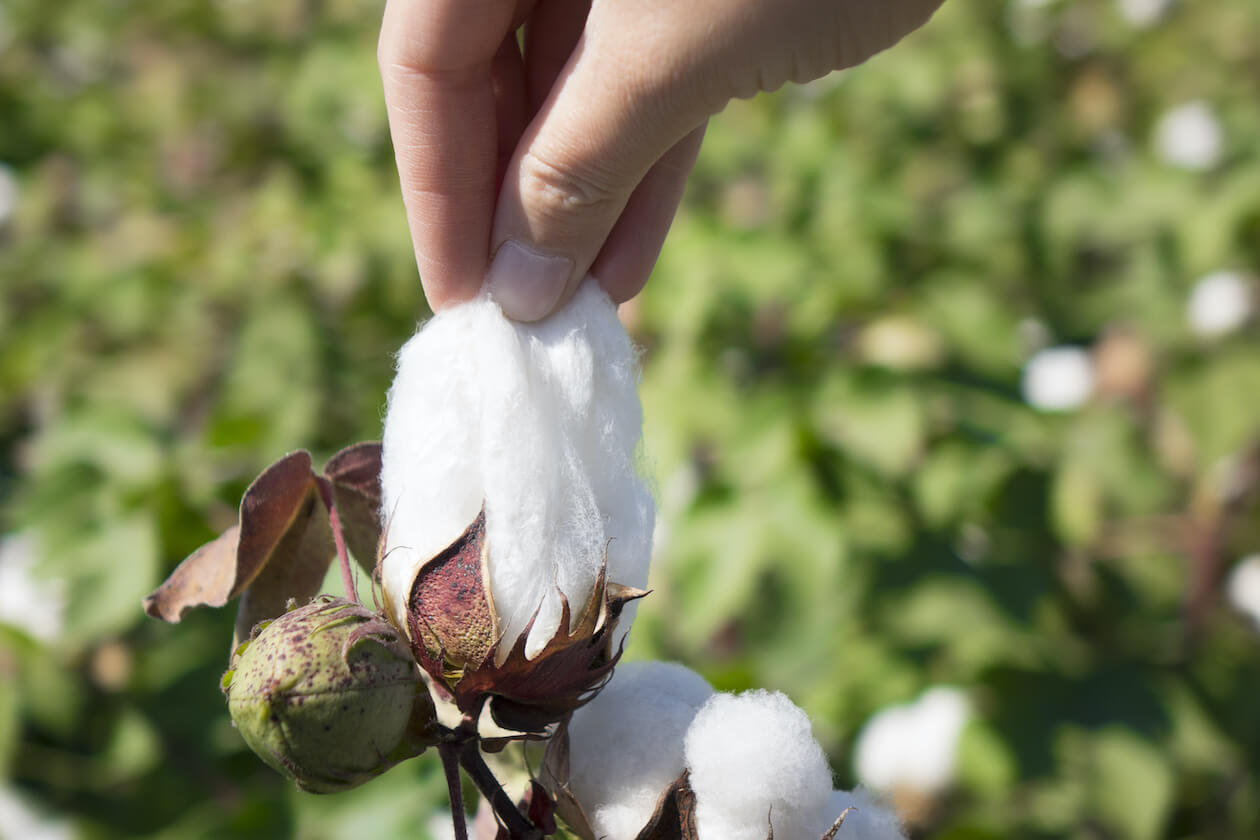 Picking Fair trade cotton