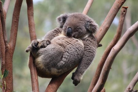 Koala sleeping - animal welfare definition