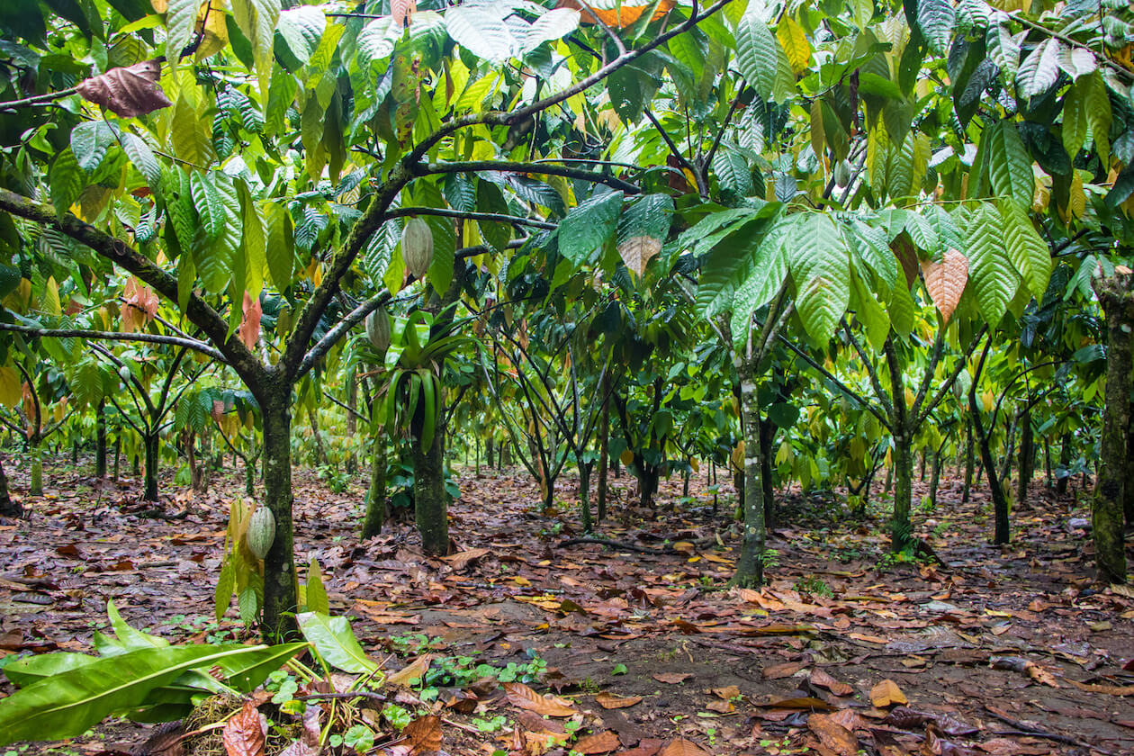 Cacao Farm - fair trade benefits include environmental ones