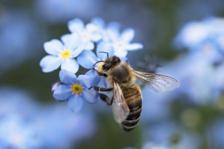 World Bee Day is May 20th