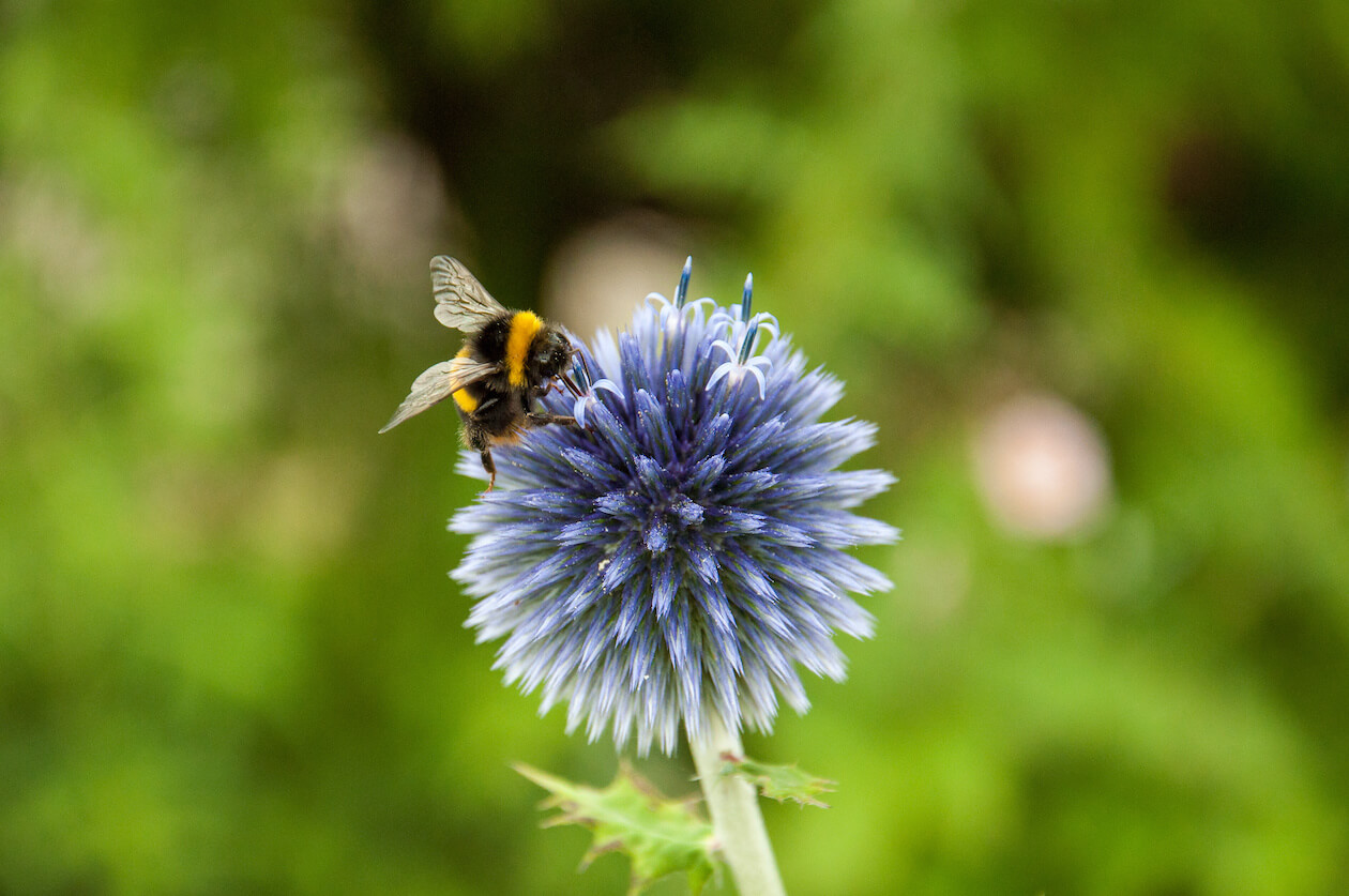 Bee collecting pollen from a blue Thistle