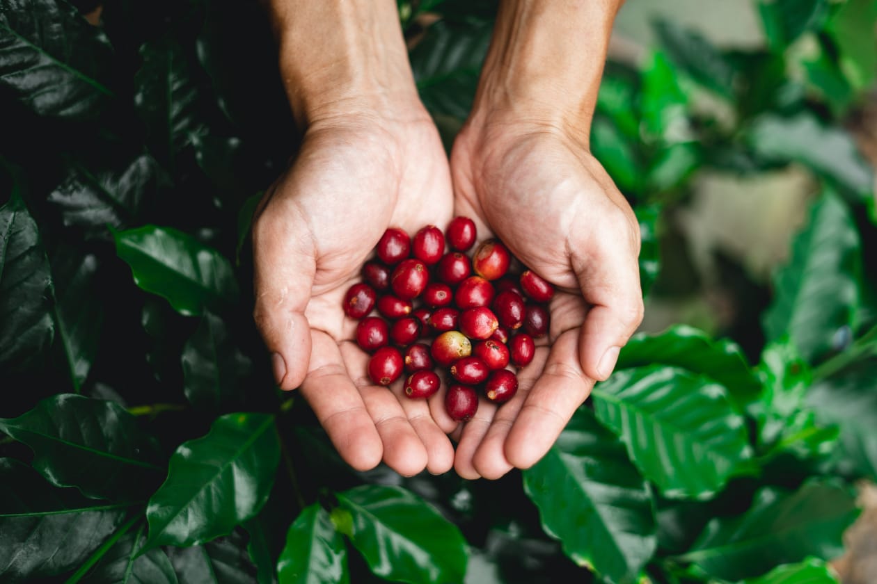 2050年までに収穫量が少なくなるコーヒー豆